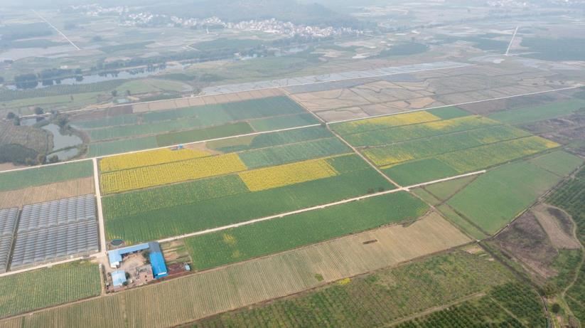 韶关仁化:“粤油”系油菜薹试种成功,菜农笑逐颜开忙丰收