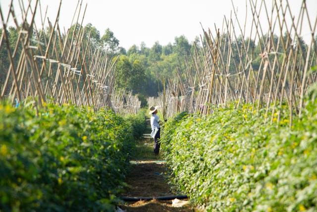 界炮镇圣女果种植基地。