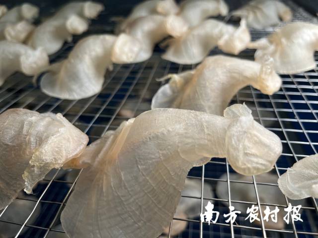 鮸魚膠