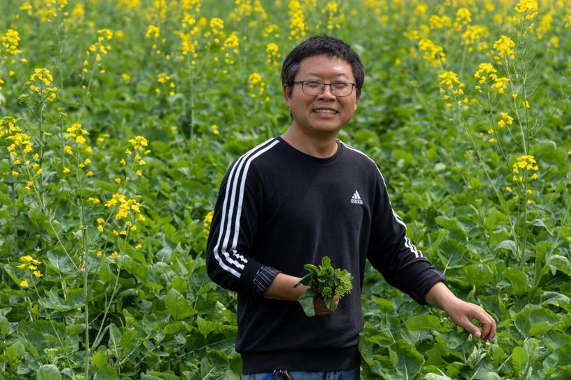 韶关仁化:“粤油”系油菜薹试种成功,菜农笑逐颜开忙丰收