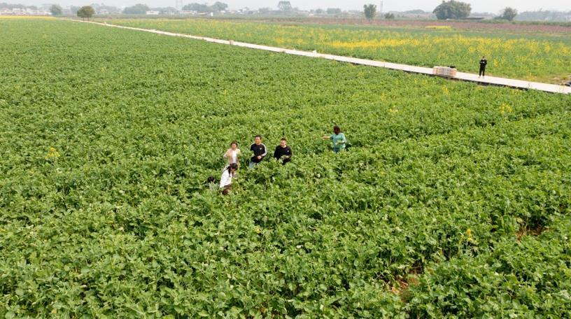 韶关仁化:“粤油”系油菜薹试种成功,菜农笑逐颜开忙丰收