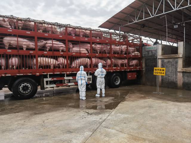 河源海关开展供港活猪监装作业