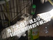 圳能量｜当“大白”遇上封控区里的小白兔