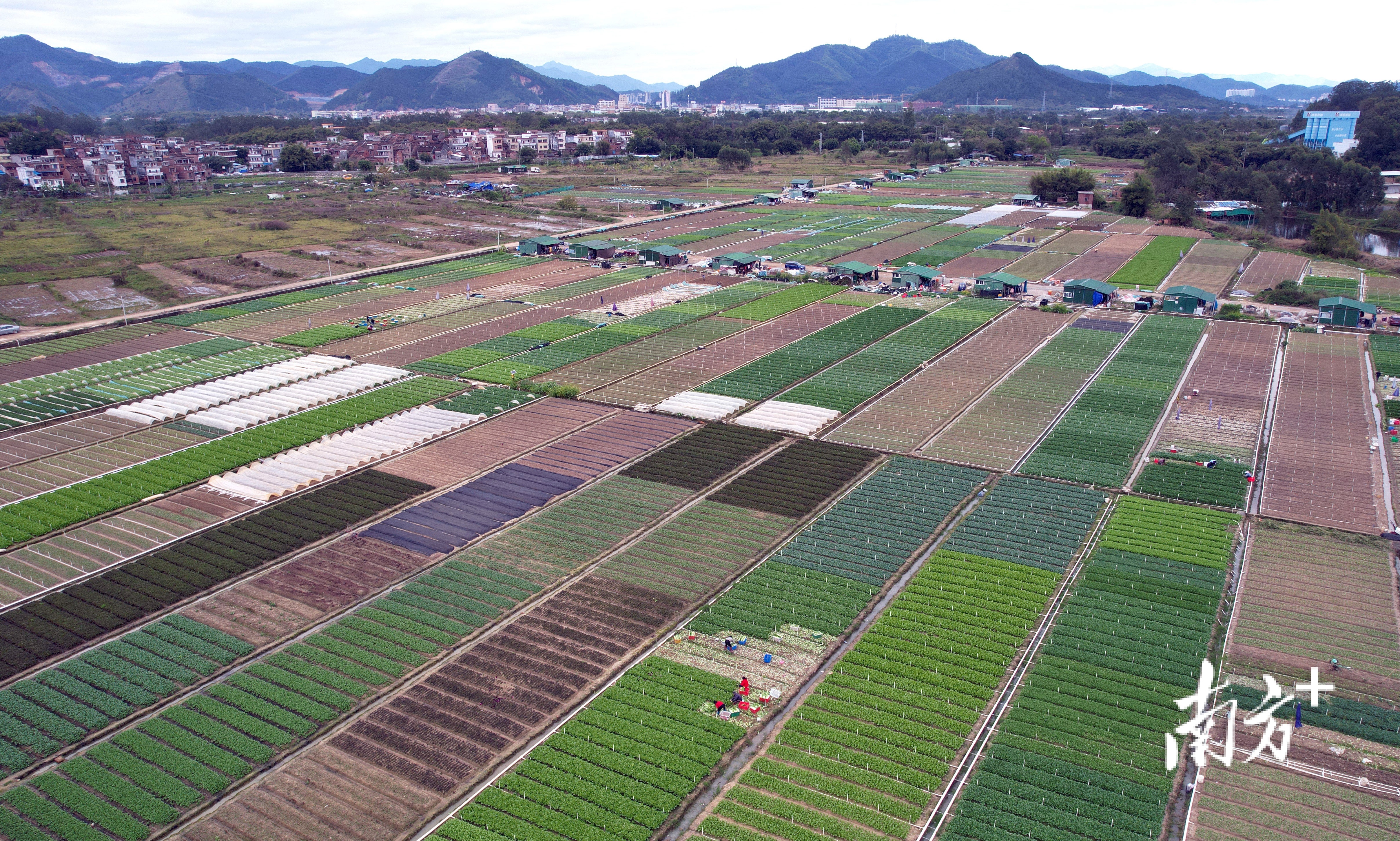 春耕时节，肇庆田间地头一派忙碌的景象。图为高要区南岸街道何文田塱绿行蔬菜种植基地。刘春林 摄