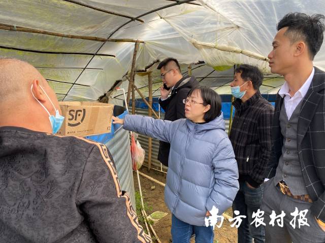 南方农村报 邓汉文 拍摄