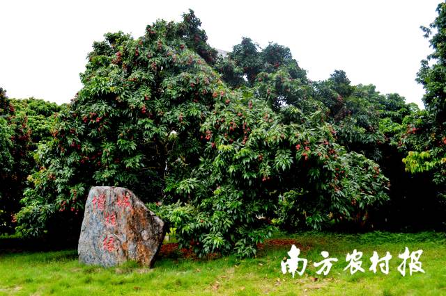 岭南荔枝种植系统（增城、东莞、茂名）入选中国重要农业文化遗产名录