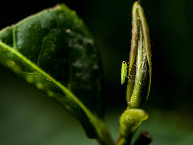 紫金蟬茶。王達毅 拍攝