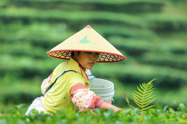 紫金茶農(nóng)采摘茶葉。楊家政 拍攝