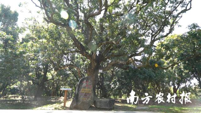 古荔枝树“仙女散花”