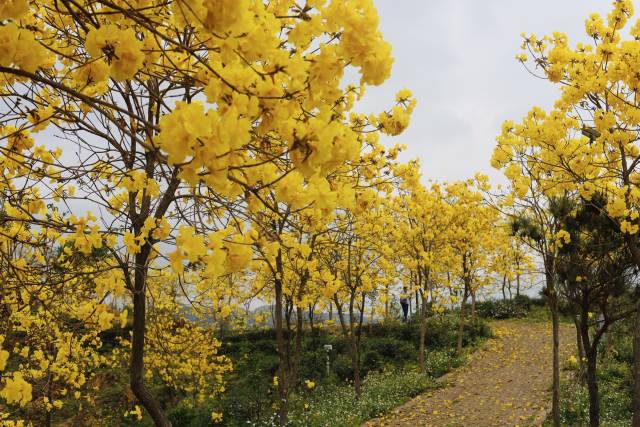 沿路黃花風鈴木美景,。