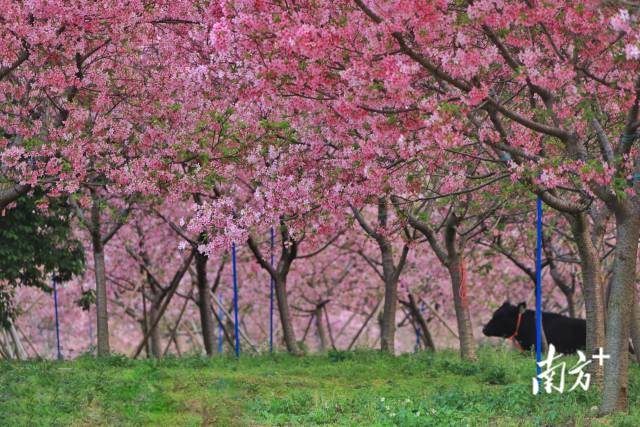 又又又粉了广州从化樱花园春色烂漫