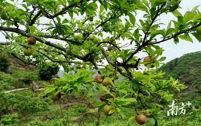 刚长新枝叶不久的李树，最先扬花的头批果实红了