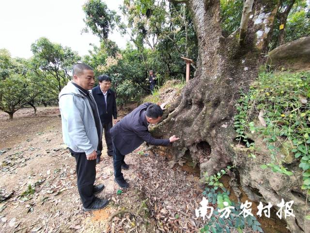 林业专家检查“别有洞天”古树根系情况