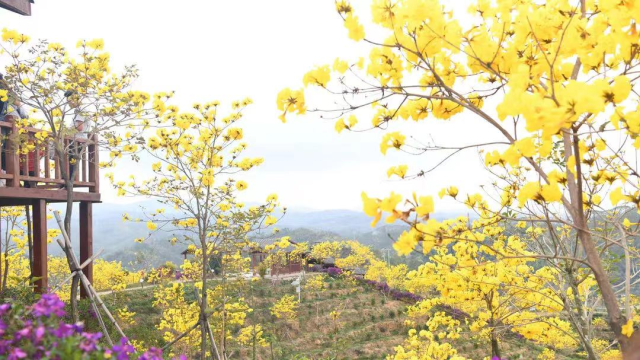 黃花風鈴木美景圖,。