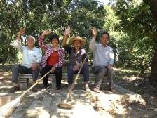 寻路农遗｜世代守护古荔园，高州荔枝有根有魂枝繁叶茂