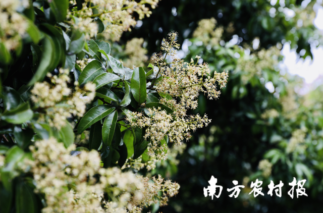 从化荔枝花。资料图片