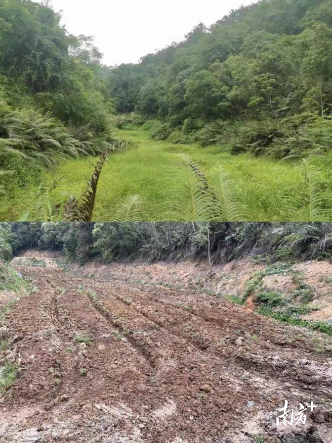 撂荒地前后对比照片。