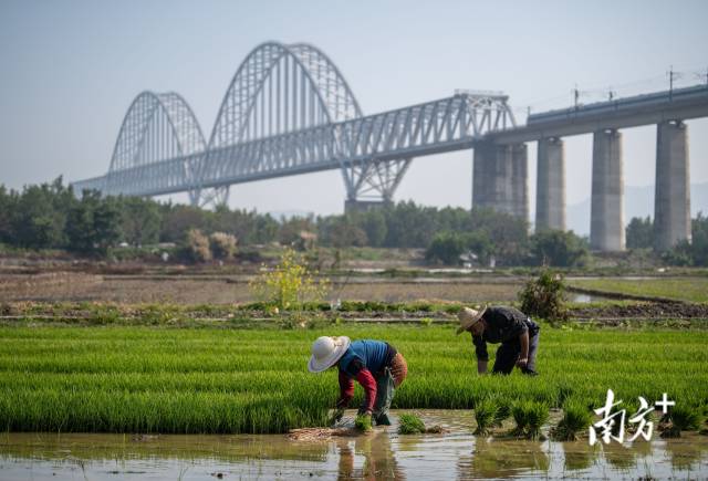 汕头市潮阳区关埠镇玉一村,村民在田间拔秧苗,身后的一列厦深高铁从
