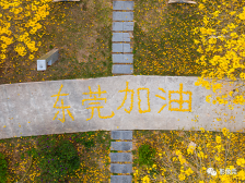 浪漫花之海报  送给每一位努力着的东莞人