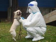 视频｜53只猫猫狗狗鸭鸭！上沙隔离居民的宠物有了新家