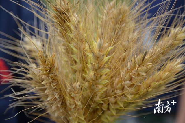 一年产三季粮食可明显提高种粮收益