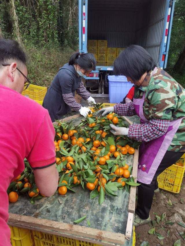 柑桔采摘忙。