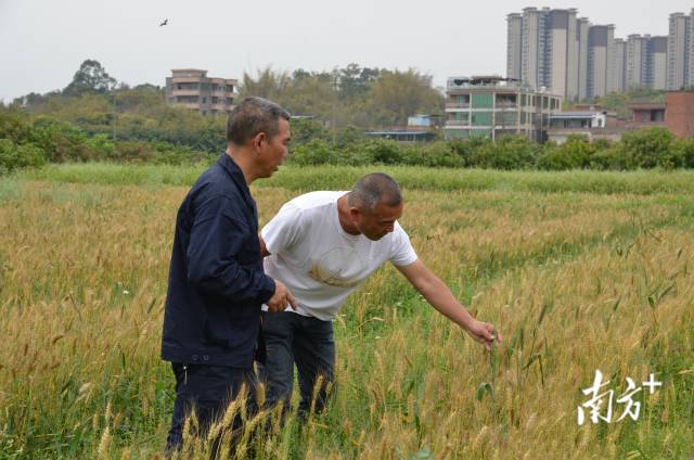 何飞明与赖师傅一起查看小麦成熟情况