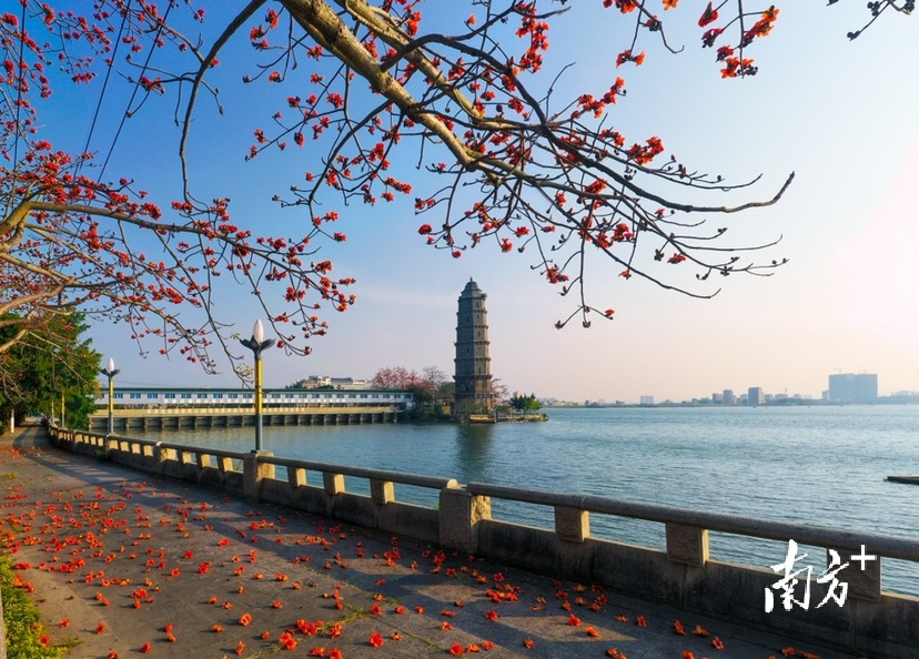 3月17日,潮州韩江春意融融,木棉竞放.林文强 摄