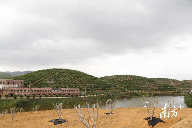 红峰农场化橘红种植基地。