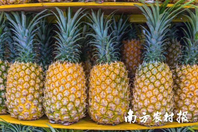助消化、抗氧化……春天吃菠萝好处多！