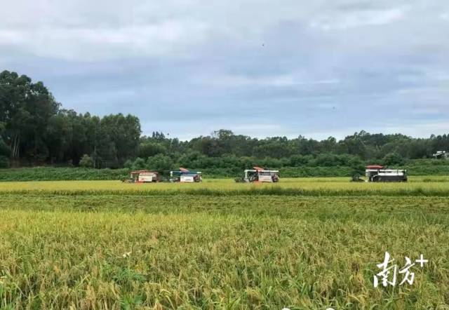 农业生产托管成为现代农业新引擎。