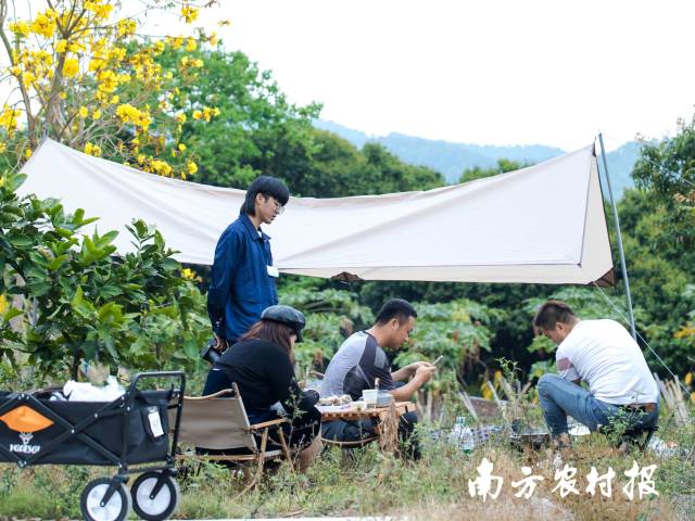 邱稳庄与朋友体验露营。 &nbsp;南方农村报 吴秒衡 拍摄