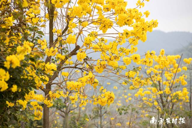 水果迷城附近的黄花风铃。  南方农村报 吴秒衡 拍摄