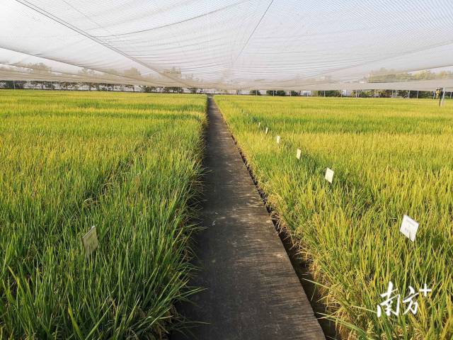 南方农村报 市农科院 拍摄