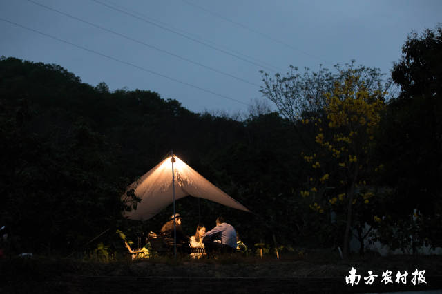 在夜晚的水果迷城内露营也别有一番风味。 &nbsp;南方农村报 吴秒衡 拍摄