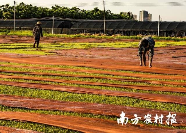 香云纱大晒场