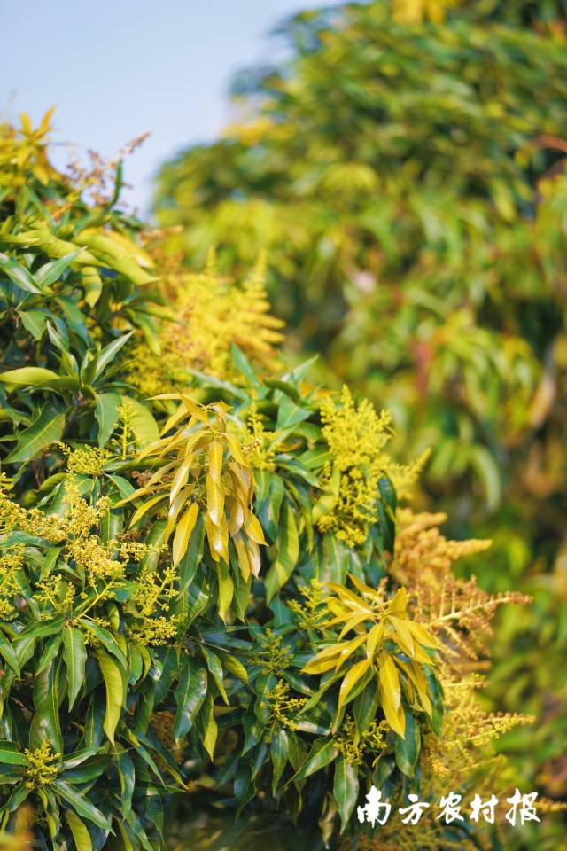 南方农村报 谢进扬 拍摄