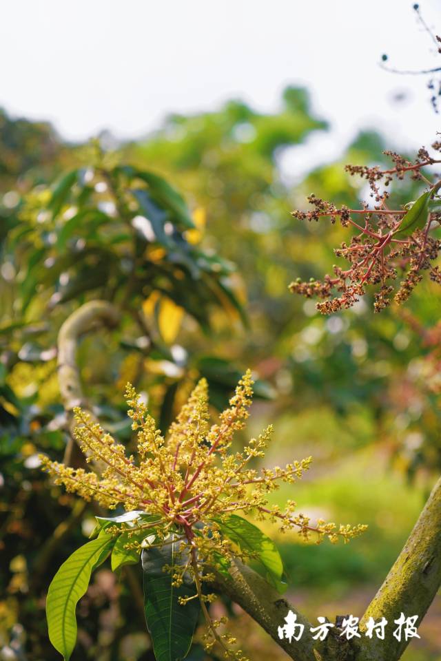 南方农村报 谢进扬 拍摄