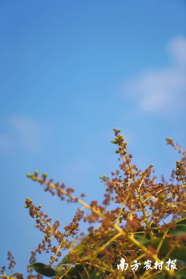 南方农村报 谢进扬 拍摄