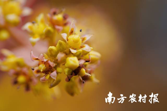 南方农村报 谢进扬 拍摄