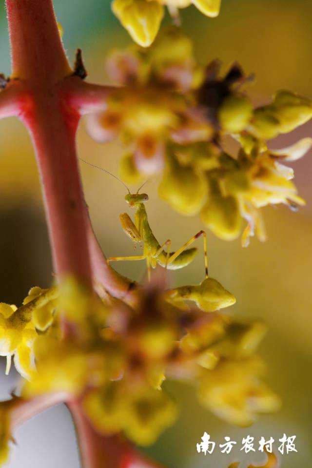 南方农村报 谢进扬 拍摄