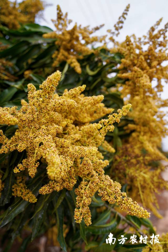 南方农村报 谢进扬 拍摄