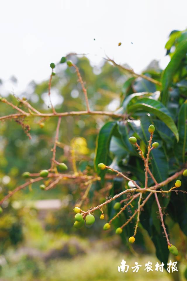 南方农村报 谢进扬 拍摄