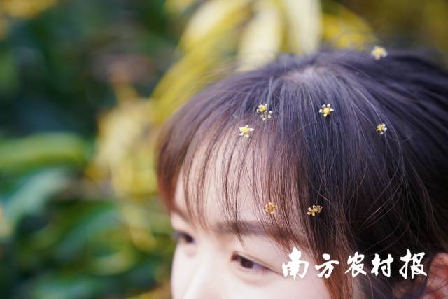 南方农村报 谢进扬 拍摄