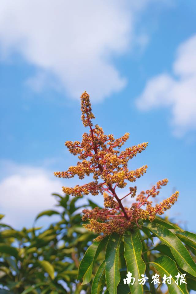 南方农村报 谢进扬 拍摄