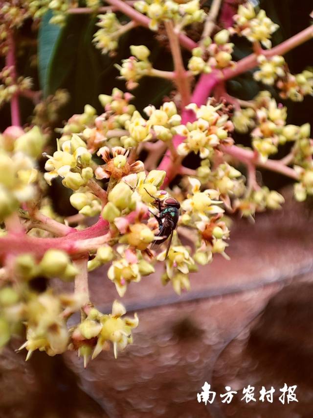南方农村报 谢进扬 拍摄