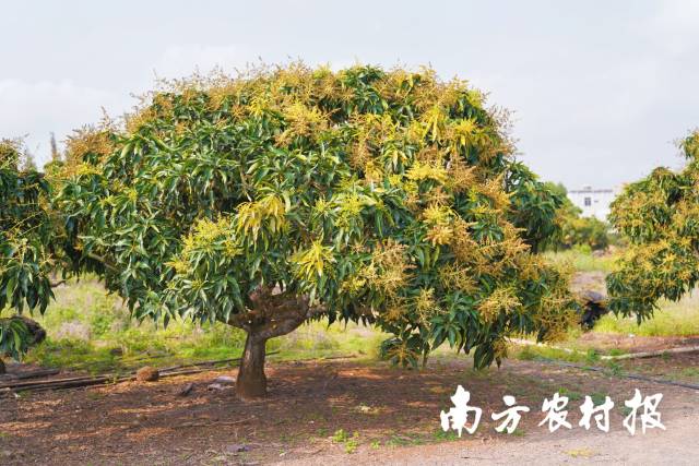 南方农村报 谢进扬 拍摄