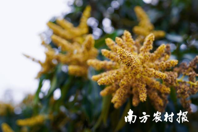 南方农村报 谢进扬 拍摄