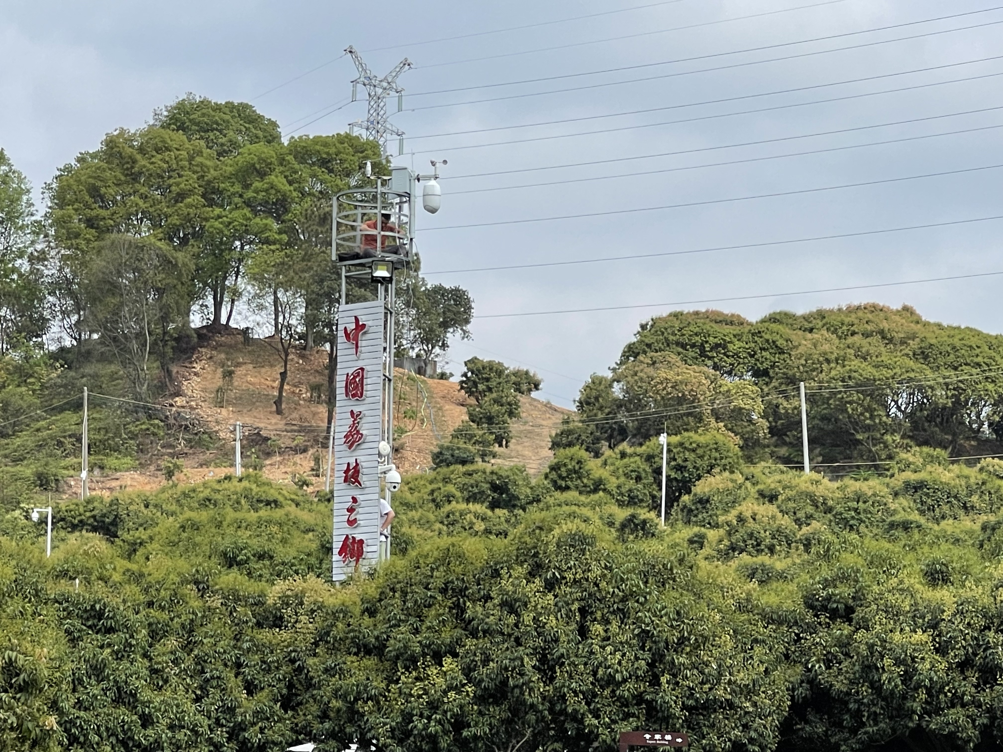 快評丨荔枝“慢直播”,，鏡頭流淌中的新體驗(yàn)