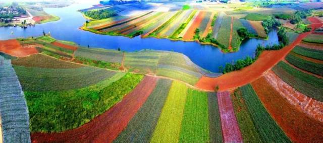 徐闻“菠萝的海”